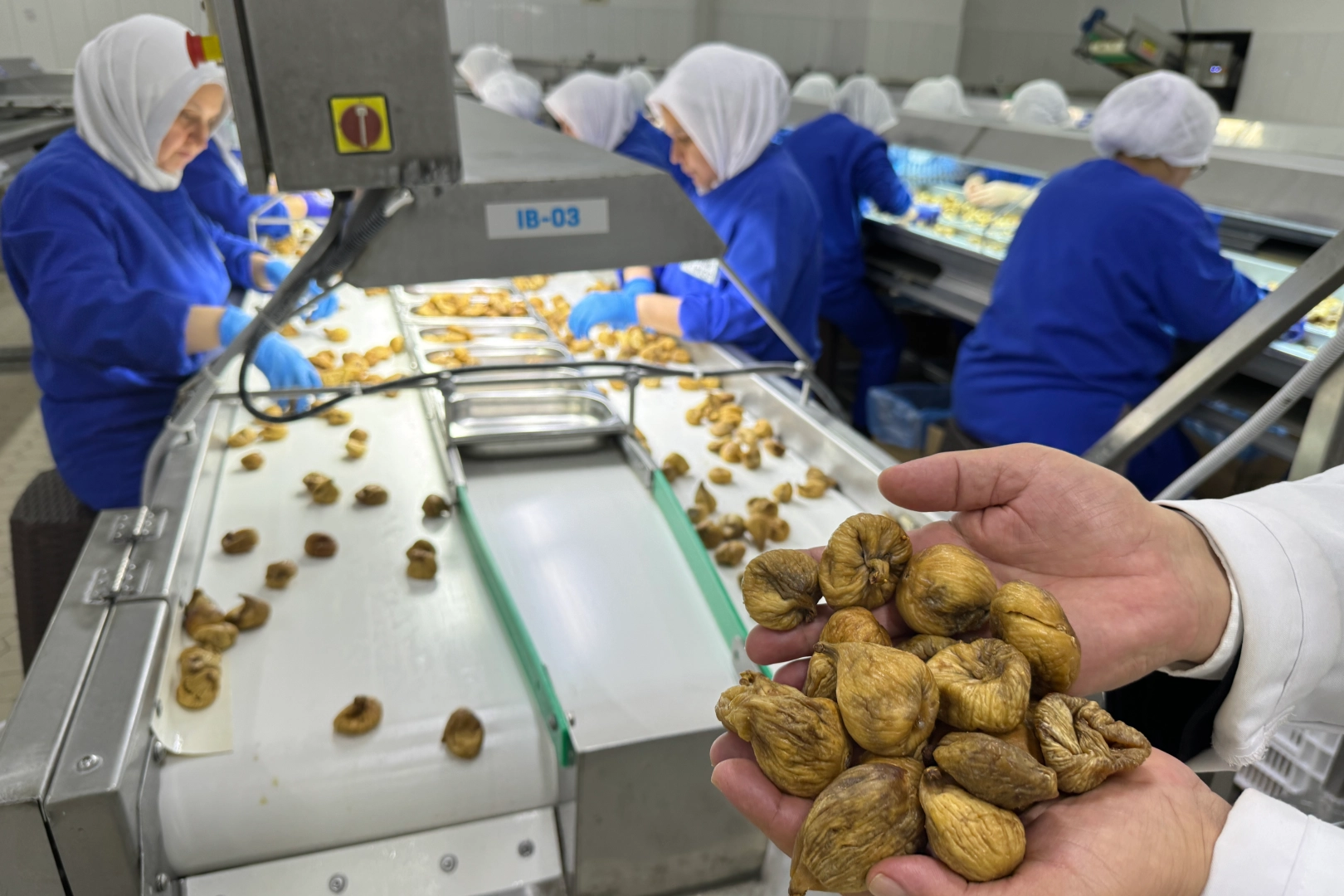 Kuru incir ihracatı 350 milyon doları aştı… İhracat için ilk gemiye hazırlanılıyor  Ege...